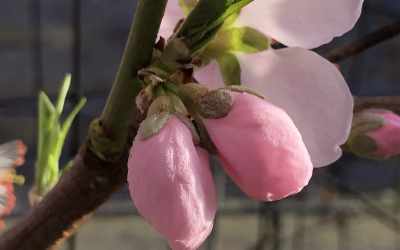 Flower image of Prunus persica "Ice Peach"