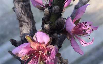 Flower image of Prunus persica var. nucipersica