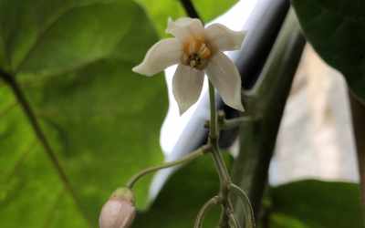 Flower image of Solanum betaceum