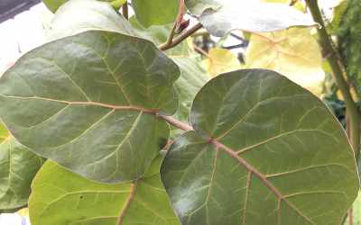 Leaf image of Solanum betaceum