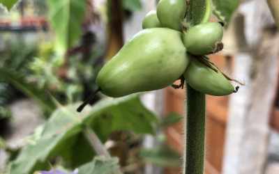 Fruit image of Solanum mammosum