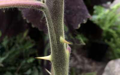 Stem image of Solanum mammosum