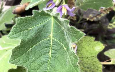 Flower image of Solanum mammosum