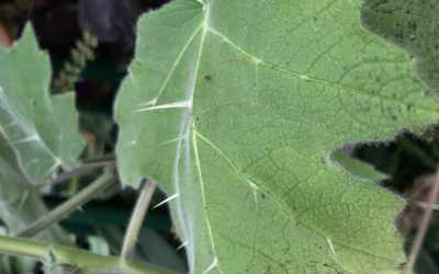 Leaf image of Solanum mammosum