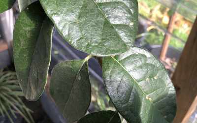 Leaf image of Acca sellowiana