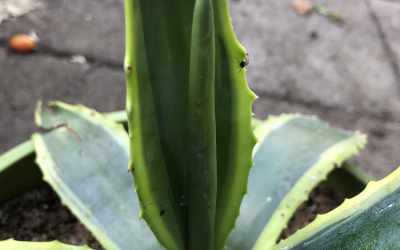 Shoots image of Agave americana var. marginata