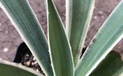 Shoots image of Agave angustifolia