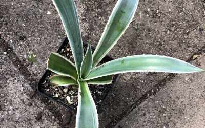 Flower image of Agave angustifolia