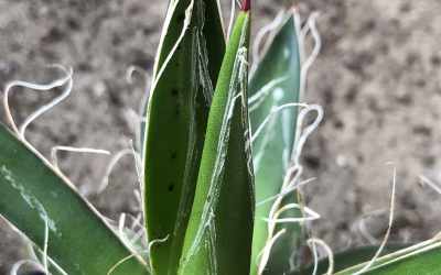 Shoots image of Agave filifera