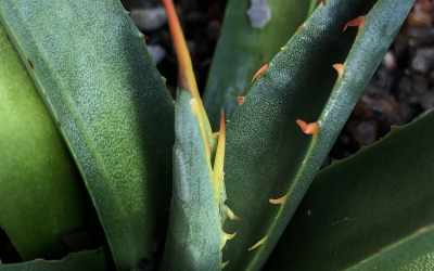 Shoots image of Agave flexispina