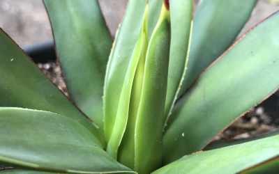 Shoots image of Agave 'Royal spine'