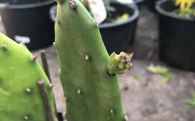 Shoots image of Opuntia ficus-indica