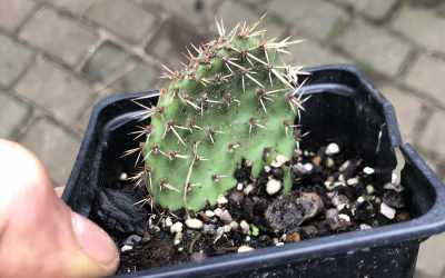 forsale_image image of Opuntia sp.
