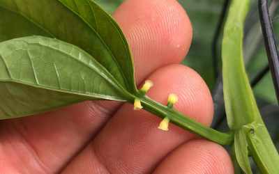 Glands image of Passiflora alata