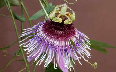 Flower image of Passiflora amethystina 'Domingos Martins'