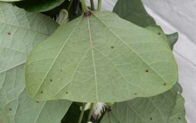 Leaf image of Passiflora anfracta