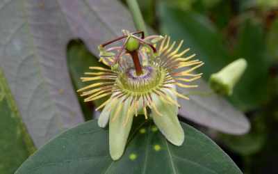 Flower image of Passiflora 'Bostand'