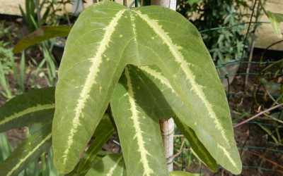Leaf image of Passiflora 'Bostand'