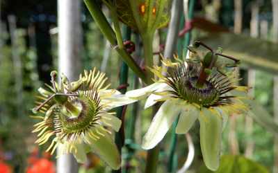 Flower image of Passiflora 'Bostand'