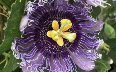 Flower image of Passiflora 'Byte'