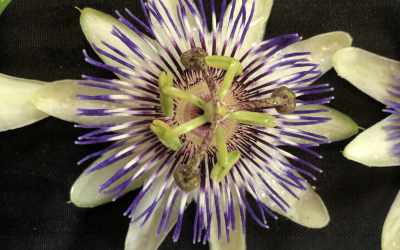 Flower image of Passiflora caerulea "Type 1"