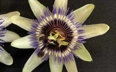 Flower image of Passiflora caerulea "Type 2"