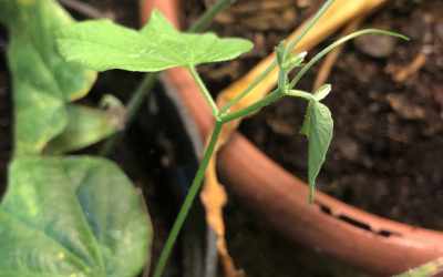 Shoots image of Passiflora capsularis