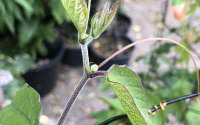 Shoots image of Passiflora citrina