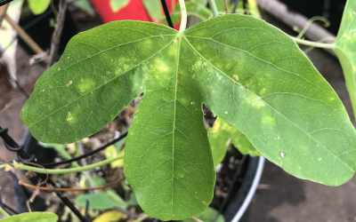 Leaf image of Passiflora 'Clara Luna'