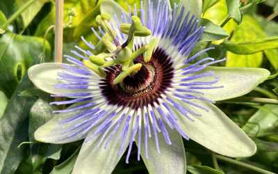 Flower image of Passiflora 'Clear Sky'