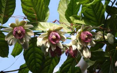 Flower image of Passiflora crenata