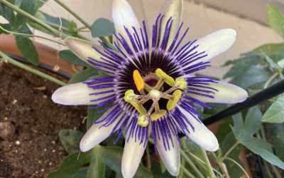 Flower image of Passiflora 'Damsel's Delight'