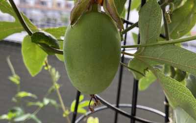 Fruit image of Passiflora 'Damsel's Delight'