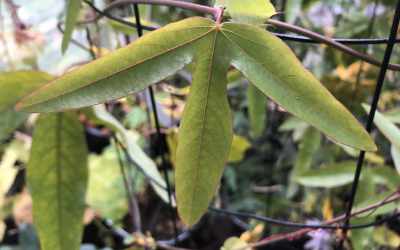 Leaf image of Passiflora 'Diva'