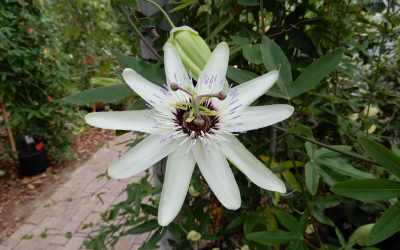 Flower image of Passiflora 'Diva'