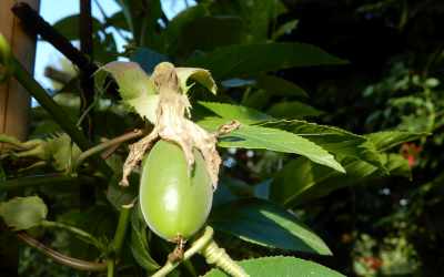 Fruit image of Passiflora edulis 'Campo Alegre'