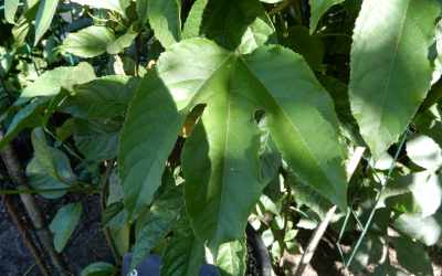 Leaf image of Passiflora edulis 'Campo Alegre'