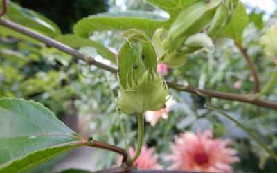 Bud image of Passiflora edulis 'Campo Alegre'