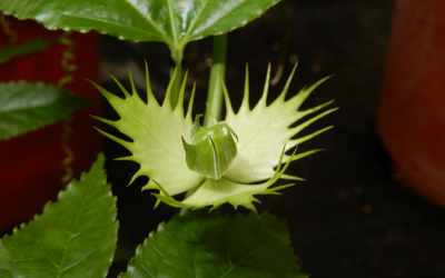 Bud image of Passiflora edulis 'Parati'