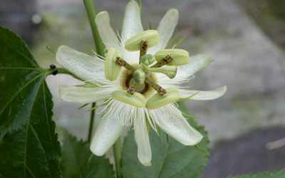 Flower image of Passiflora edulis 'Parati'