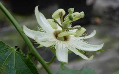 Flower image of Passiflora edulis 'Parati'