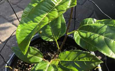 Leaf image of Passiflora edulis "Type 5"