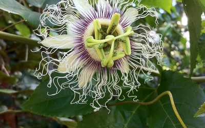 Flower image of Passiflora edulis