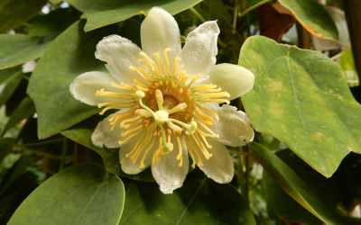 Flower image of Passiflora hahnii