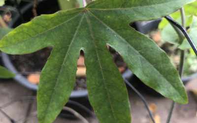 Leaf image of Passiflora 'Hercules'