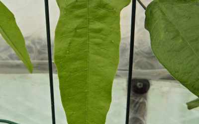Leaf image of Passiflora itatiaiensis