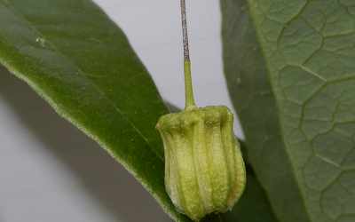 Bud image of Passiflora itatiaiensis