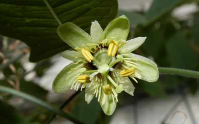 Flower image of Passiflora itatiaiensis