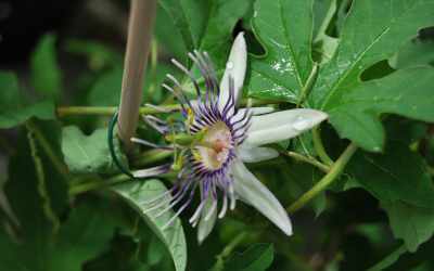 Flower image of Passiflora karwinskii