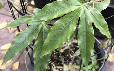 Leaf image of Passiflora 'Krista'